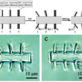 Examples Of 3D Printed Programmable Hydrogel Actuators A Hydrogel