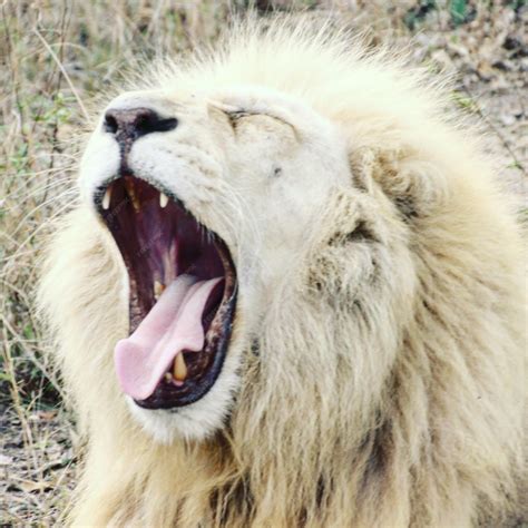 Premium Photo | Lion roar roaring lion close up of a lion roaring