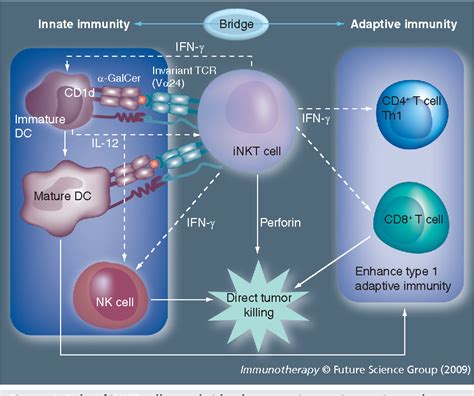 Figure 1 From Invariant Natural Killer T Cell Based Immunotherapy For