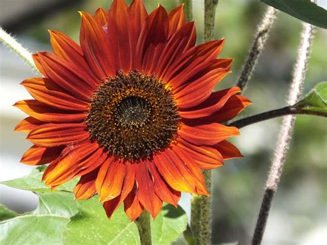 Sunflower, Red Sun – Mary's Heirloom Seeds