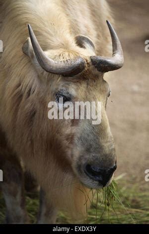 Takin wild animals endemic endangered threatened kingdom bhutan ...