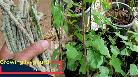 Growing Ivy Gourd From Cutting In Pot To Get Good Harvest Youtube