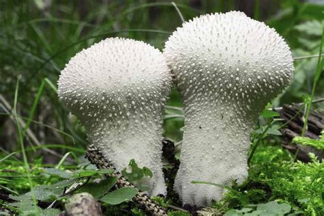 How to Grow Puffball Mushrooms - A-Z Animals