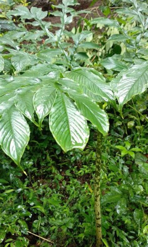 Elephant Foot Yam Seedling Live Plant Lazada PH