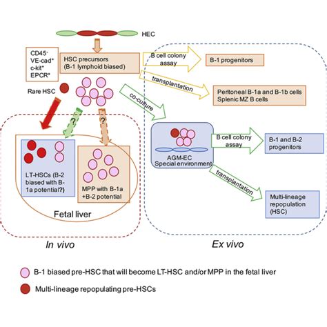 Hemogenic Endothelial Cells Can Transition To Hematopoietic Stem Cells