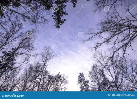 Looking Up At Trees Branches In Winter Stock Image Image Of Season