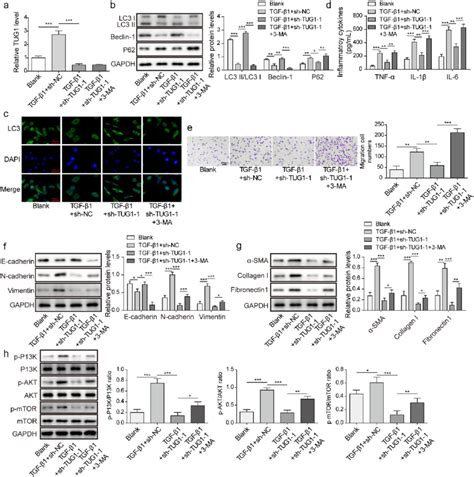 3 Ma Abolished The Protection Of Tug1 Knockdown Against Tgf β1 Induced