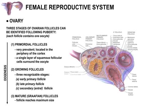 Ppt Female Reproductive System Powerpoint Presentation Free Download Id 3206306