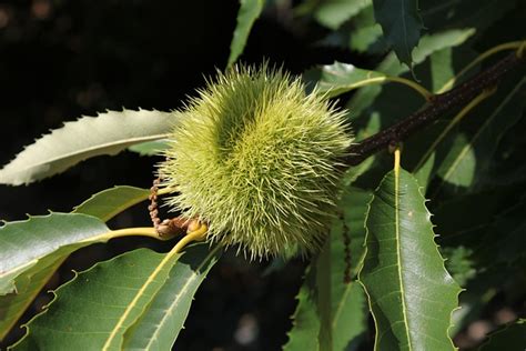 Tessin Marroni Baum Kostenloses Foto Auf Pixabay