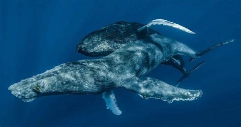 Humpback Whales Seen Having Sex For The First Time