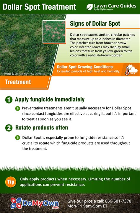 Dollar Spot Treatment Control How To Get Rid Of Dollar Spot Grass