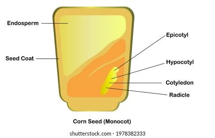 20 Structure Of Monocotyledon Seed Images, Stock Photos, 3D objects, & Vectors | Shutterstock