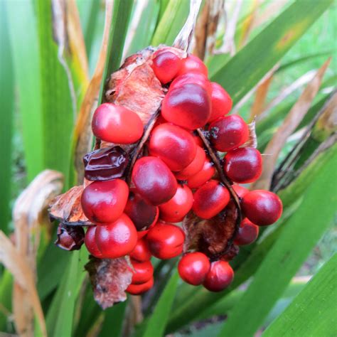 171030 Stinking iris (3) | earthstar