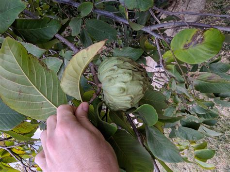 Handling a Cherimoya Tree - Gardening & Landscaping Stack Exchange