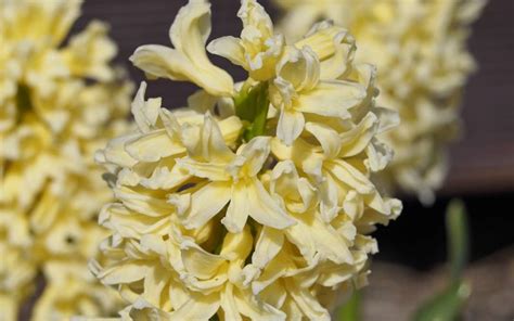 Zielono Zakr Ceni Hiacynt Orientalny Hyacinthus Orientalis Gipsy