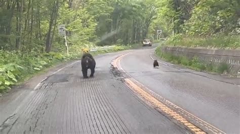 なまらあちこち北海道｜クマに追われた！ 動画がsns上で話題に・新冠町