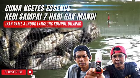 Umpan Mancing Ikan Mas Musim Pancaroba Ikan Rame Dan Induk Doyan