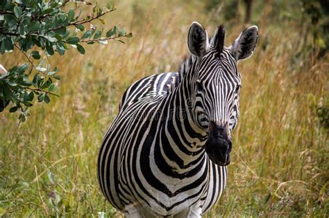 Peaceful Zebra in Her Natural Habitat in Savanna Stock Image - Image of ...