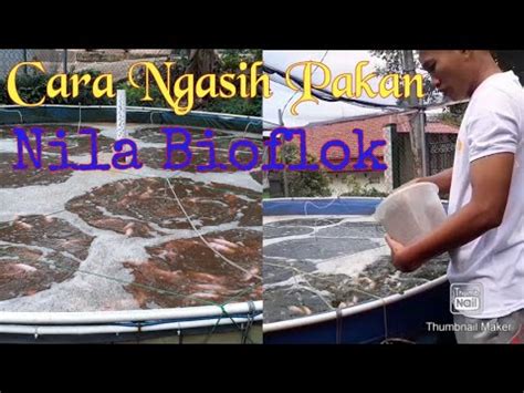 Pemberian Pakan Bioflok Ikan Nila Di Kolam Terpal YouTube