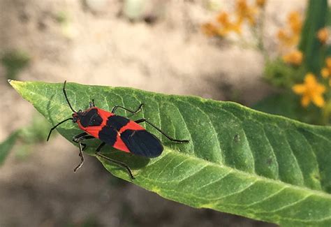 Large Milkweed Bug - What's That Bug?