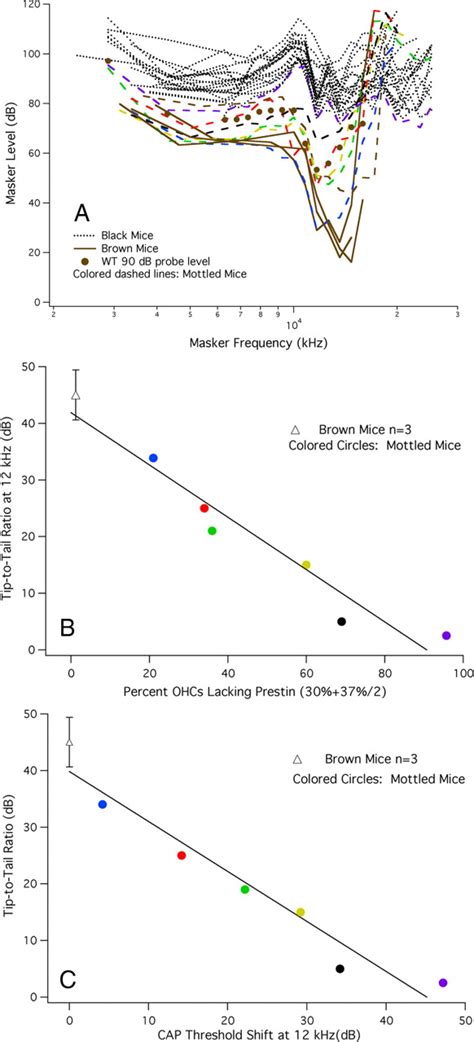 A Chimera Analysis Of Prestin Knock Out Mice Journal Of Neuroscience