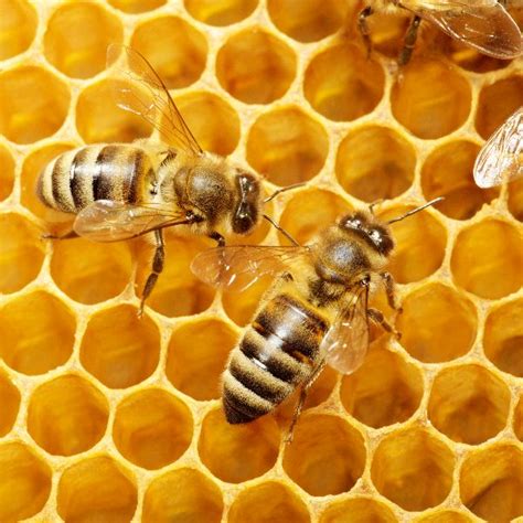 Honey Bees Facts The Life Of Bee