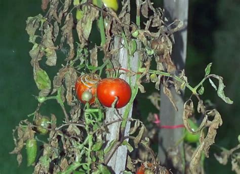 Comment Prot Ger Ses Tomates Contre Le Mildiou Recette Mamie Et Papi