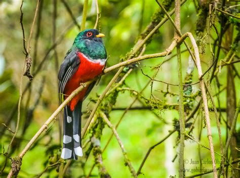 Trogons Trogonidae Flickr