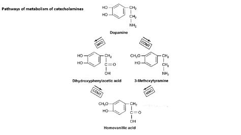 Catecholamine Metabolites Catecholamine Metabolites Vma Hva Metanephrines Significance