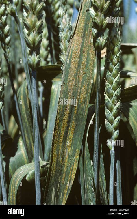 Stripe Or Yellow Rust Puccinia Striiformis Infection On Wheat