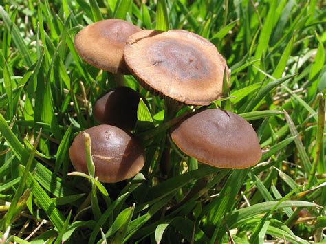 Panaeolus Cinctulus Pics Mushroom Hunting And Identification