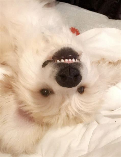 Julia Roberts smile. : r/toofers