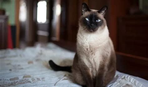 Facts About Seal Point Siamese Cat Siamese Cat Guide My British