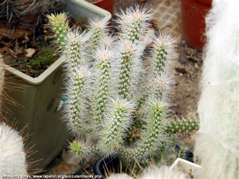 Суккулентные растения, Петр Лапшин, каталог для заказа - succulents by ...