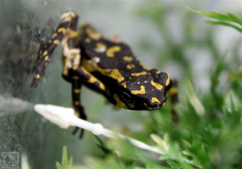 Yellow Harlequin Toad (Atelopus sp.)