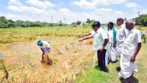 டெல்டா மாவட்டங்களில் தொடர்மழை அறுவடைக்கு தயாரான 8 ஆயிரம் ஏக்கர்