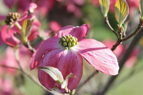 Pink Dogwood Tree - Free photo on Pixabay - Pixabay