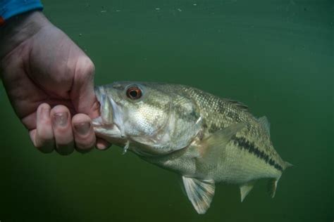 Crankbait Fishing 101 Top Tips For Catching Musky Outdoor Skilled