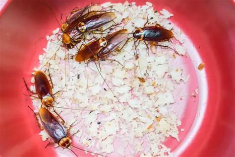 How Do Cockroach Eggs Smell? - pestwhisperer.com