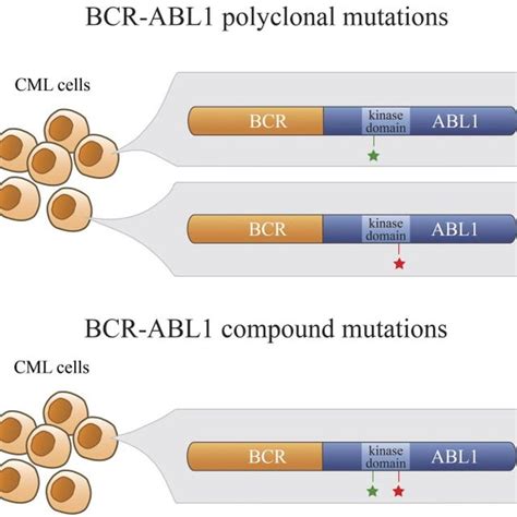 Pdf Bcr Abl1 Compound Mutations In Tyrosine Kinase Inhibitor Resistant Cml Frequency And