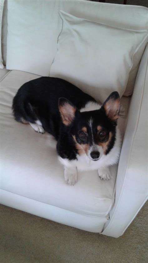 Home - Sunshine Corgi Rescue