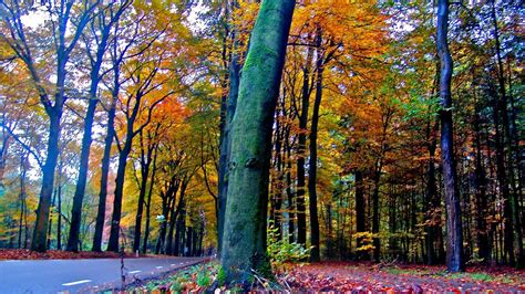 De Hoge Veluwe National Park - a stroll through its forest park in autumn. Forest Park ...