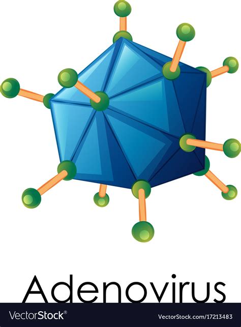 Diagram showing structure of adenovirus Royalty Free Vector