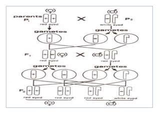 Sex Linkage Unique Heritage PDF
