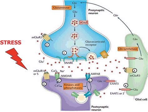 synaptic stress   glutamate transmission  circuitry