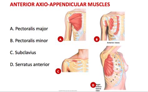 Anterior Axio Appendicular Muscles Flashcards Quizlet