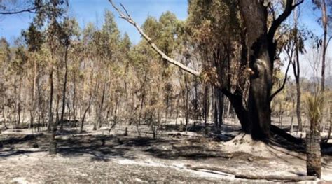 Yanchep Bushfire Community Counts Cost As Service Station Owners Share