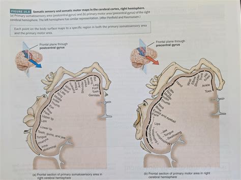 Thanks, I hate sensory homunculi : r/TIHI