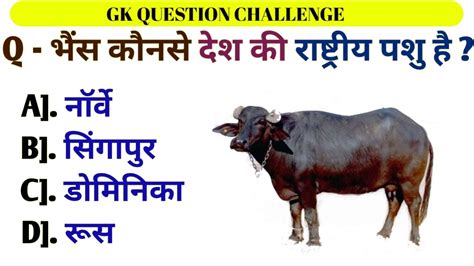 Gk Question Gk Question And Answer Gk In Hindi Gk भैंस किस देश