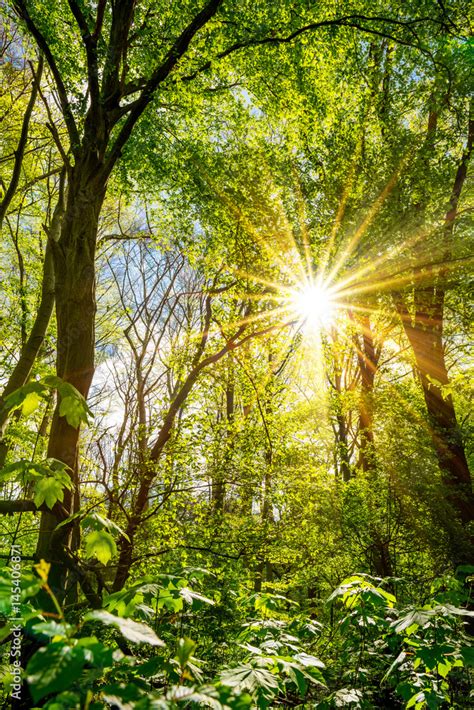 Wald im Frühling bei strahlendem Sonnenschein Stock Photo Adobe Stock